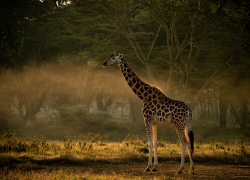 3-Day Safari Expedition in Tarangire National Park
