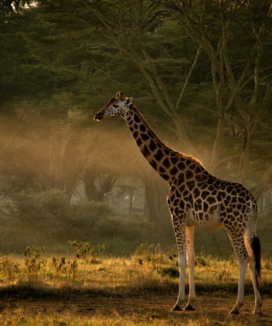 3-Day Safari Expedition in Tarangire National Park